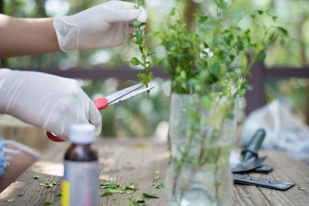 Gardening at home, Gardeners cut branches for nursery, Close-upの写真素材