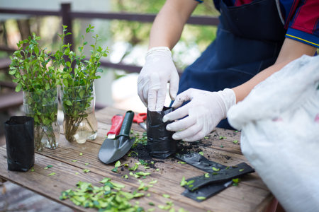Tree nursery, Gardening in the house, Close-up