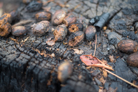 After a wildfire, Eating trace of wild animals, Wildlife food, Close-up.