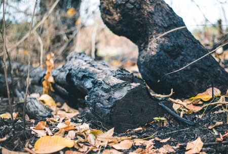 Traces of deforestation and the burning of wildfire, Causes of global warming, Close-up.の写真素材