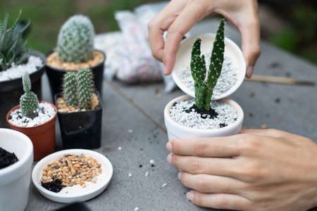 Small gardening, Gardener decorating a small cactus In pots, Close-up.の写真素材