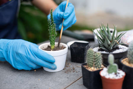 Gardener is planting a small cactus, Small home gardening, Close-up.の写真素材