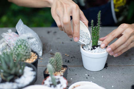 Gardener is decorating the cactus, Making a small garden in the house, Close-up.の写真素材