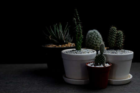 Cactus garden in dark, Cactus on desk at night, Copy-space.の写真素材