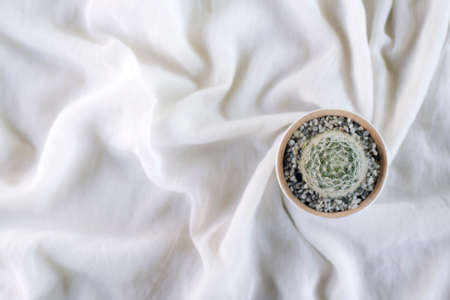 Cactus on white cloth, Soft focus, Top view and copy space.の写真素材