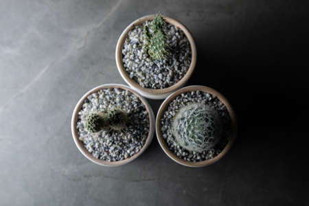 Small cactus garden in house, Night there was a light from side, Top view.の写真素材