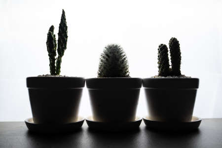 Silhouette of the cactus in the house, Small cactus On the floor in the dark.の写真素材