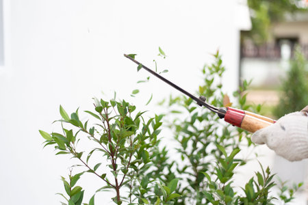 Hand of gardener cutting and decorating branch of tree and green leaves by using branch scissors...