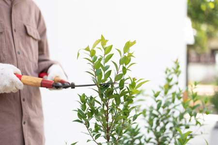 Hand of gardener cutting and decorating branch of tree and green leaves by using branch scissors...