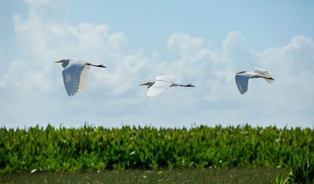 Bird migration