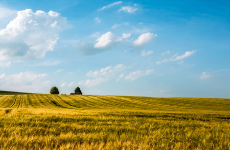 Meadow with intensive golden shining oat in front of a blue sky with white clouds and trees on the...