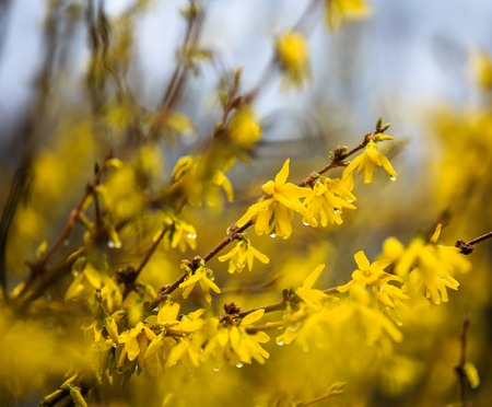 forsythia flower twigs with rain drops hanging on petalsの写真素材