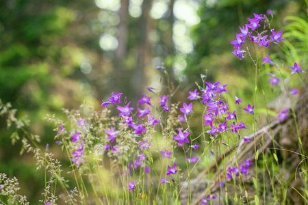 Summer landscape, flowering bells in the grass, sunlightの写真素材