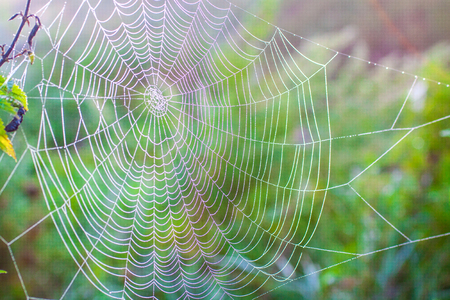 spider web with water droplets macro, in sunlight, in summer, green backgroundの写真素材
