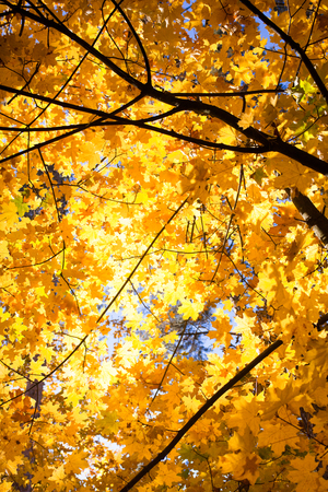 colorful autumn nature landscape - yellow leaves background. copy spaceの写真素材