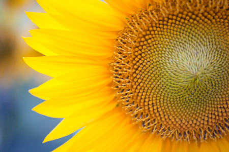 Field of sunflowers at sunset, close-up flowering yellow sunflower in the sun, concept of summer and harvestの写真素材