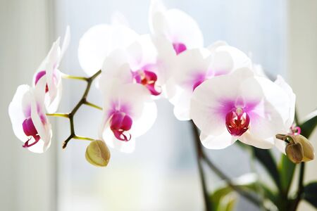 white orchid flowers in the sunlight. Branch in bloom, home gardeningの写真素材