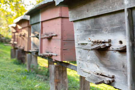 Apiary. Beehives on the meadow at the yard. APIcultureの写真素材