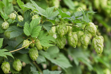 harvest of green hop growing close-up