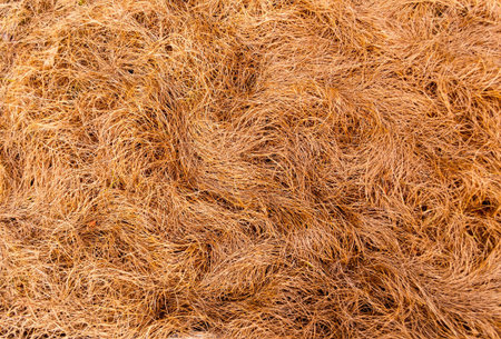dry grass texture background