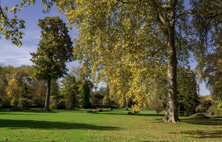 Collection of Beautiful Colorful Autumn Leaves / green, yellow, orange, redの写真素材