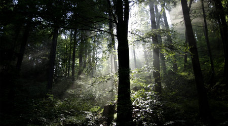Undergrowth in the morning light