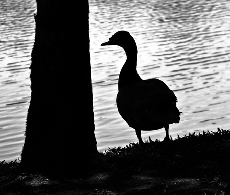 The silhouette of a goose under a tree and near a lake.の写真素材