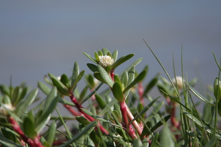 You can find this tiny flowers near the beach.の写真素材