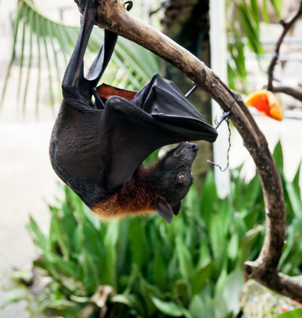 Flying fox hangs on tree branchの写真素材