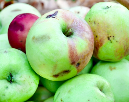 Natural wormy apples, collected in the autumn gardenの写真素材