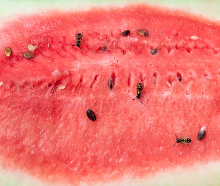 Wasps on tasty ripe watermelonの写真素材