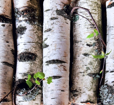 Reserves of birch logs closeupの写真素材