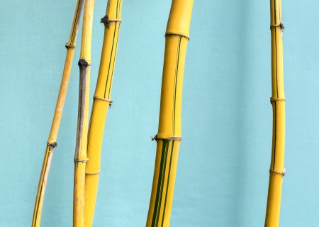Yellow background of fresh hard bambooの写真素材