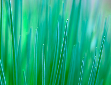 Abstraction of lush green grass. Soft focus