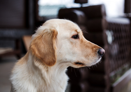 Portrait of purebred dogs Golden Retriever in the countrysideの写真素材