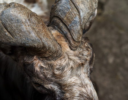 Markhor female head closeup in the Moscow zoo, is  large species of wild goatの写真素材