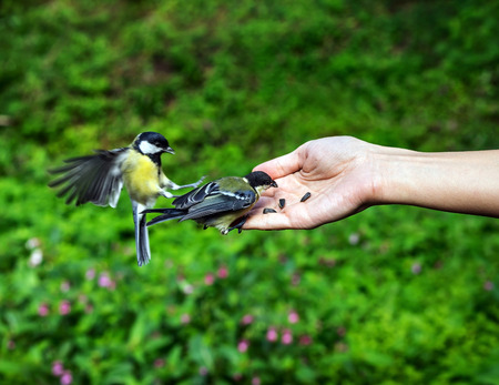 Small titmouse on a hand of a young girl. People feed the bird.の写真素材