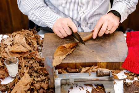 Man processing the tobacco leaves and making cigars with simple toolsの写真素材