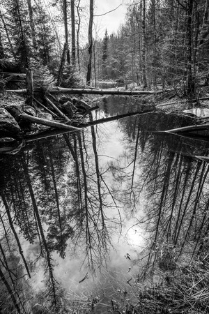 Beautiful landscape with dry tree, fallen over the backwater near the river in the forest of Karelia.  Black and white photoの写真素材