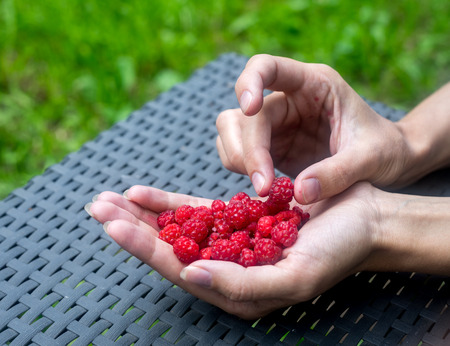 Handful of ripe raspberry filled in a female hand on table in the gardenの写真素材