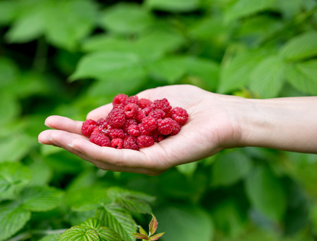 Handful of ripe raspberry filled in a female hand on  background of green leavesの写真素材