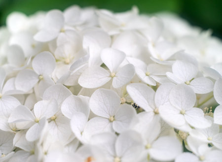 Beautiful large white hydrangea paniculata blossoms closeup. Soft focus