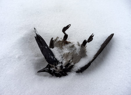 Dead a hungry or frozen black crow lying on the snow in the winter