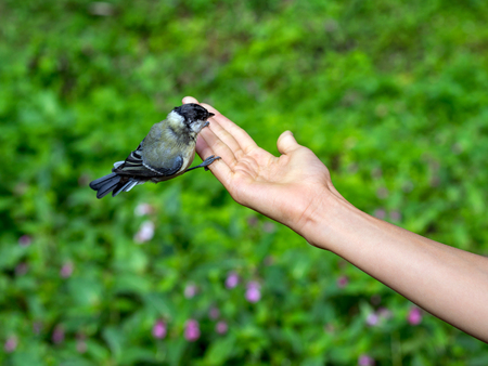 Small titmouse on a hand of a young girl. People feed the bird.の写真素材