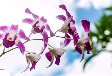 Beautiful pink streaked orchid flower in tropical gardenの写真素材