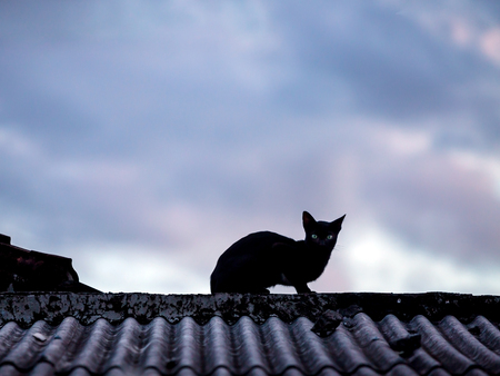 Silhouette of a black cat on the roof in twilight on a background of a cloudy skyの写真素材