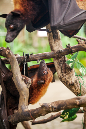 Two flying fox hangs on a tree branchの写真素材