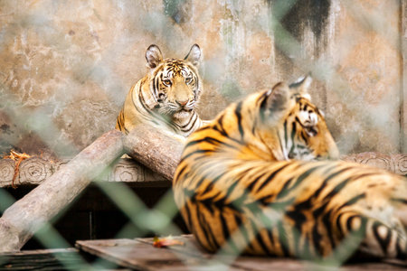 Pair of young tigers in captivity in a zoo behind cage