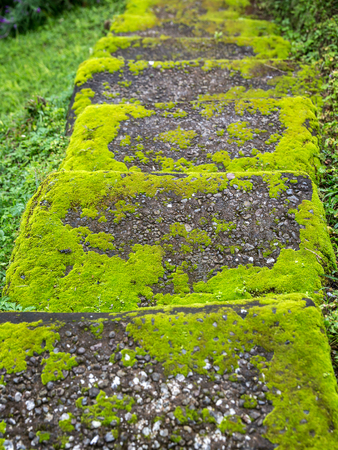 Old concrete steps in the moss. Down walkwayの写真素材