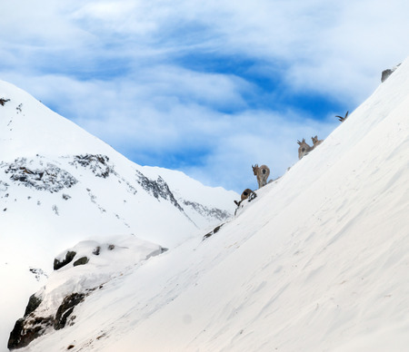 Mountain goats on background beautiful landscape of snowy high mountains Elbrus on Caucasusの写真素材